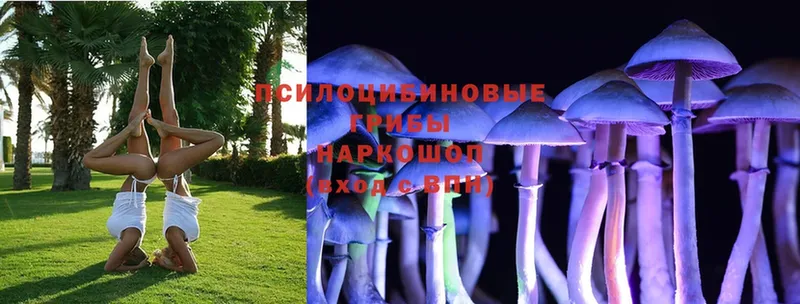 сколько стоит  Крым  Псилоцибиновые грибы Psilocybe 